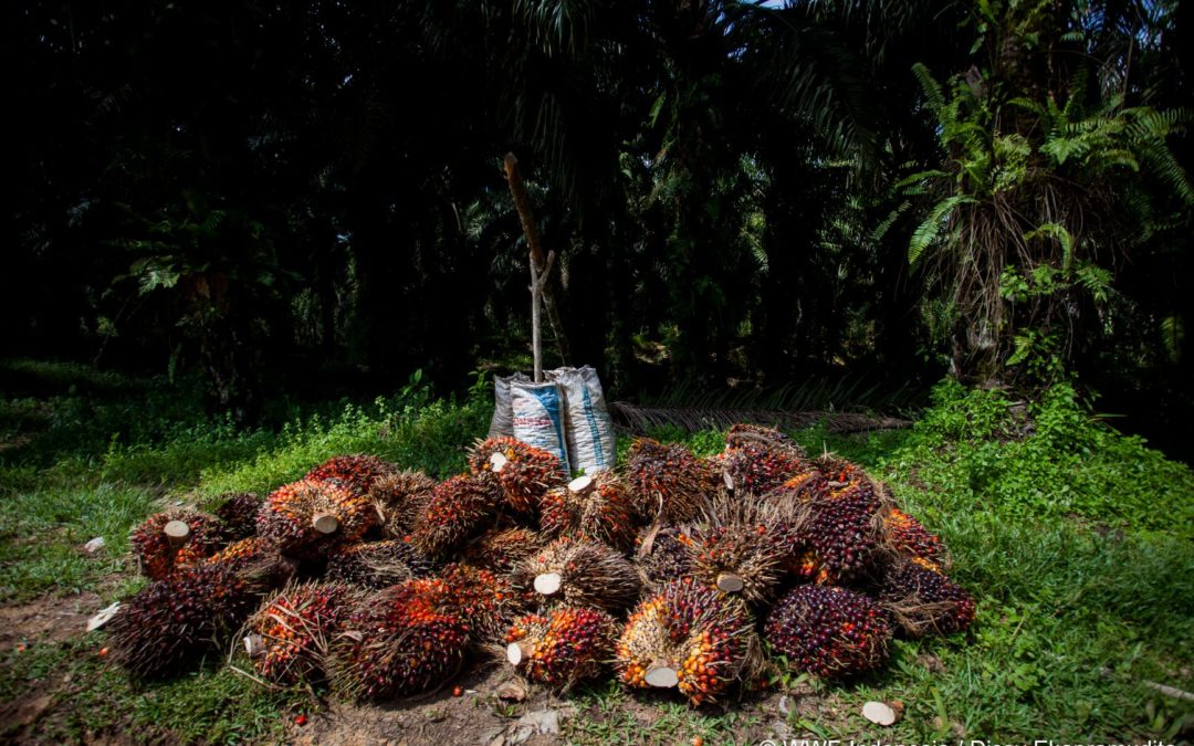 Sustainable Palm Oil Media Trips