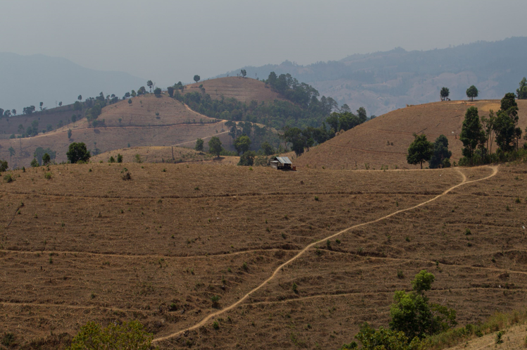 Halting Deforestation, an Agroforestry Approach