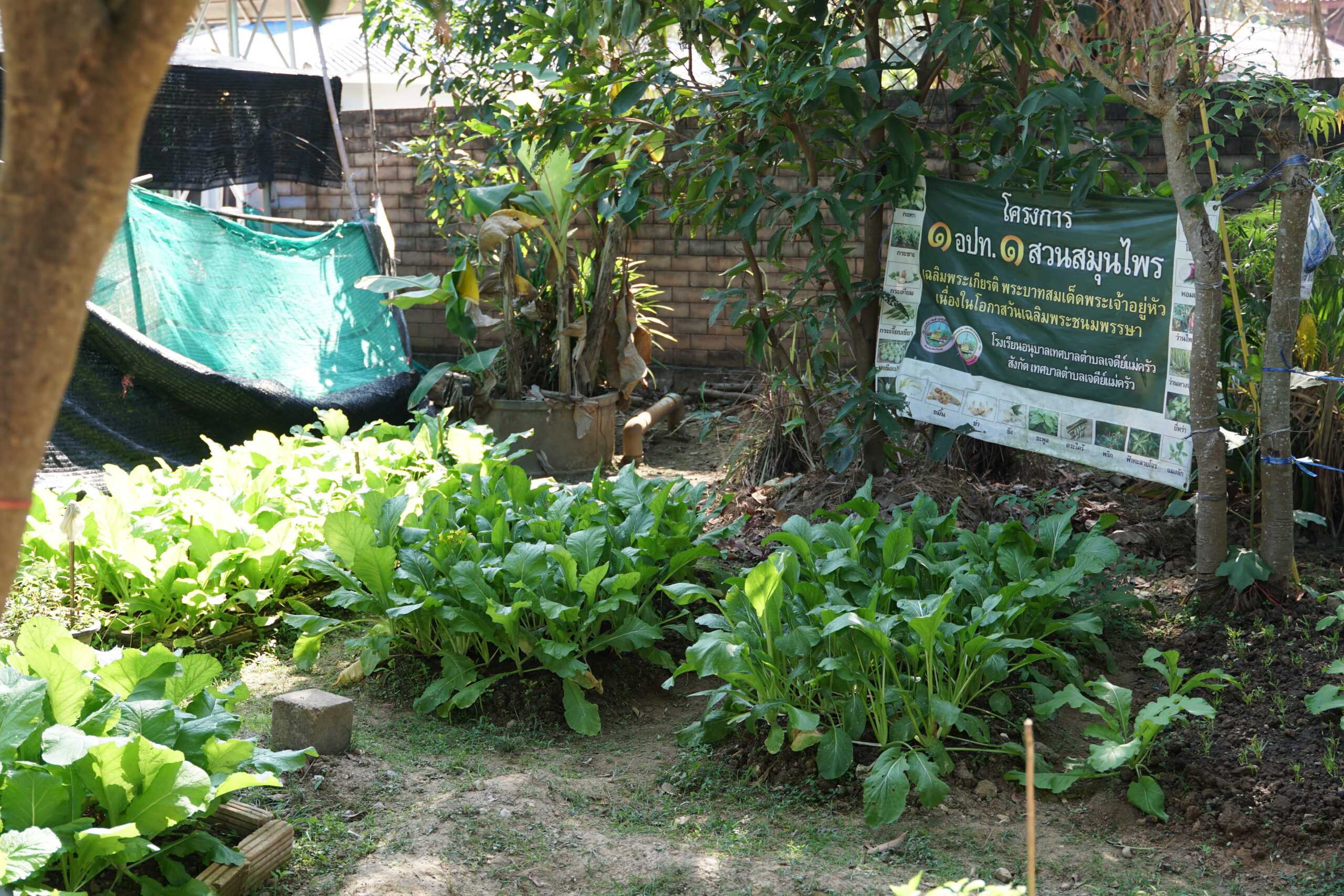 In the small school garden the kids learn how to grow their own fresh vegetables The school relies entirely on produce from local small-scale farmers, while the school<br />
garden is only used for learning. In the future, however, the garden may yield enough<br />
produce for school meals, allowing the children to grow their own healthy and<br />
sustainable veggies. In any case, what’s most important is that the kids will grow up<br />
with this knowledge, put it into practice and share it with their own kids and loved<br />
ones.