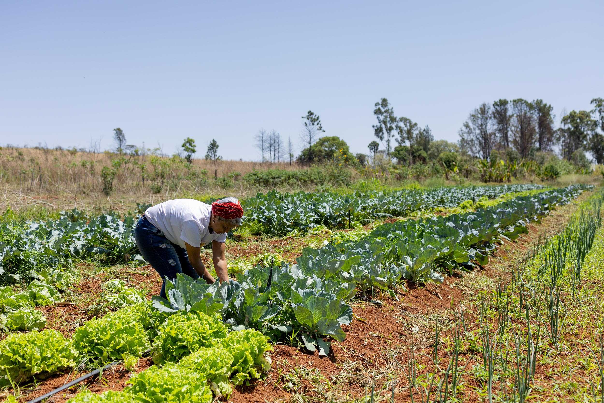 Austria Press Trip in the Cerrado